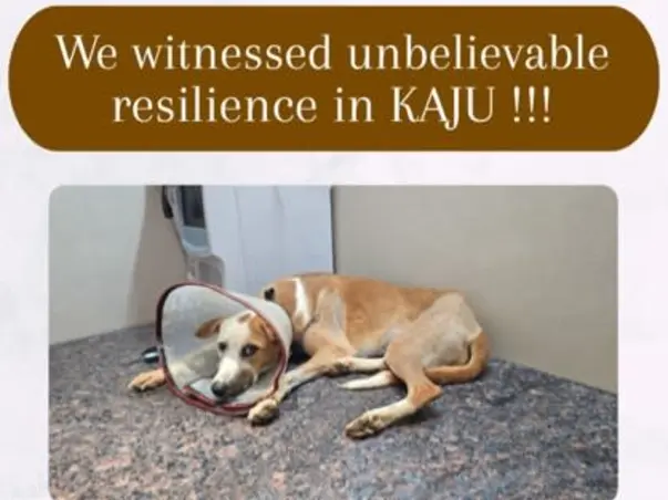 Help Kaju clear her bills surviving shattered legs and distemper.
