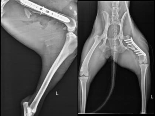 Help Kaju clear her bills surviving shattered legs and distemper.