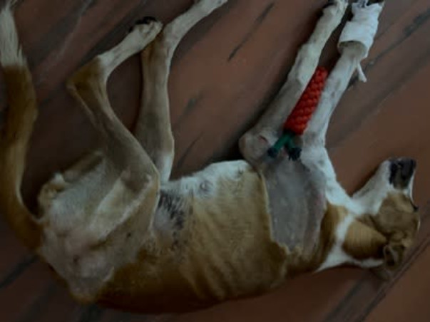 Help Kaju clear her bills surviving shattered legs and distemper.