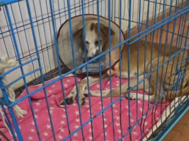 Help Kaju clear her bills surviving shattered legs and distemper.