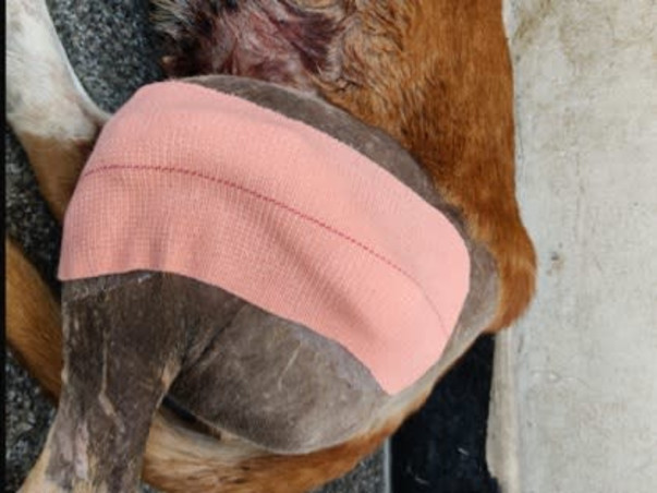 Help Kaju clear her bills surviving shattered legs and distemper.
