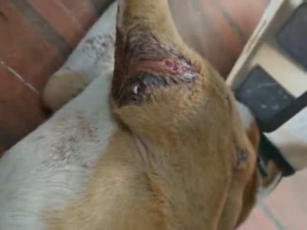Help Kaju clear her bills surviving shattered legs and distemper.