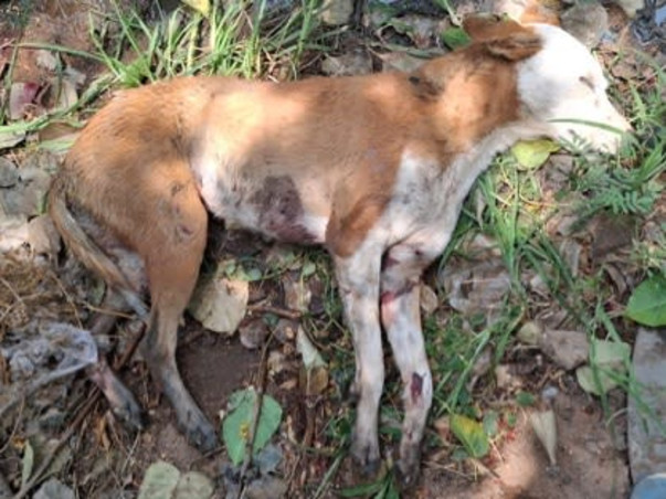Help Kaju clear her bills surviving shattered legs and distemper.