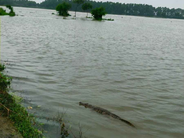 Help flood victims in Egra survive this crisis