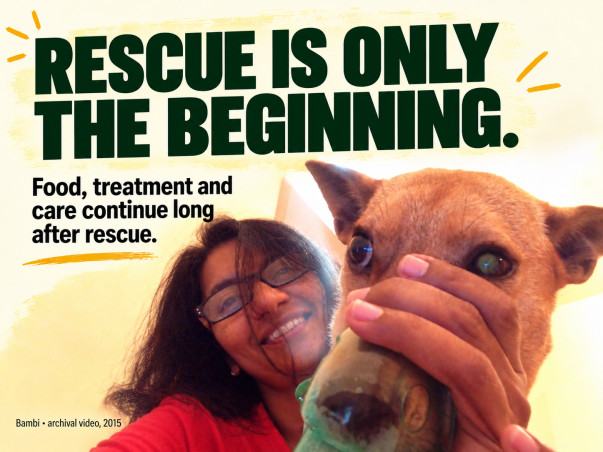 Help JENY LEON LOPEZ FOUNDATION take care of 350+ Animals
