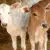 NANDI SEVA TRUST