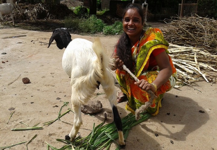 Investing a little in goat rearing turned around their lives | Milaap