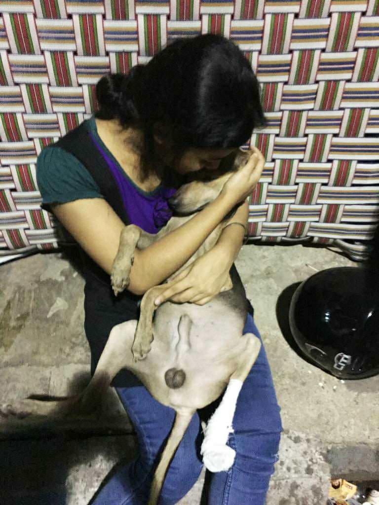 A pup with an injured limb