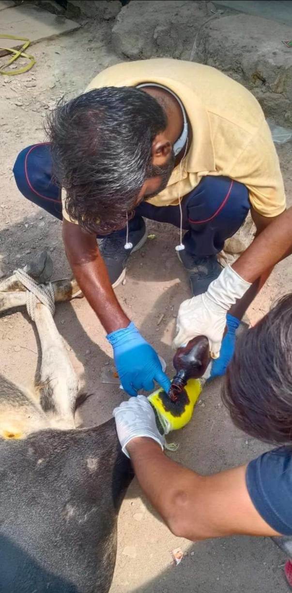 Treating Injured Leg Of a Stary Cow