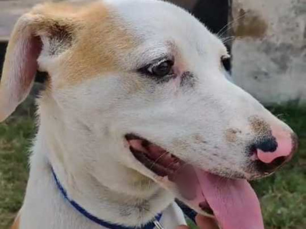 Milo Has Found His Loving Family!