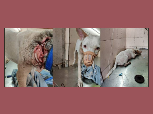 Help me clear Safedi's treatment bills