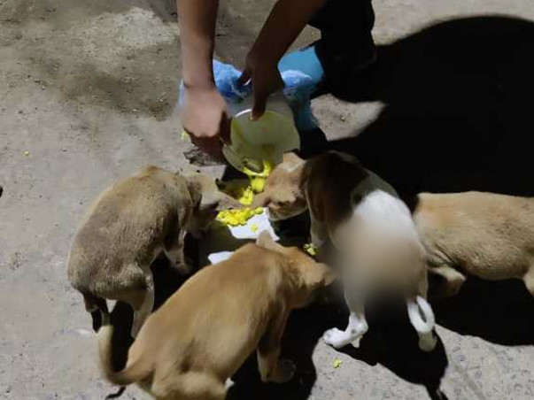 Little Paws Are Life