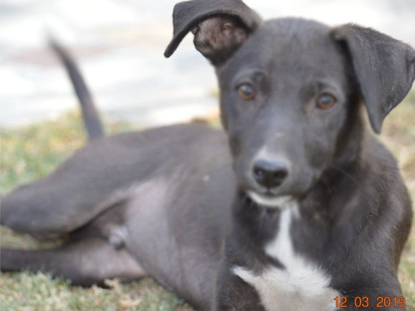 PawsInPaws | 'Speak for the Unspeakable'