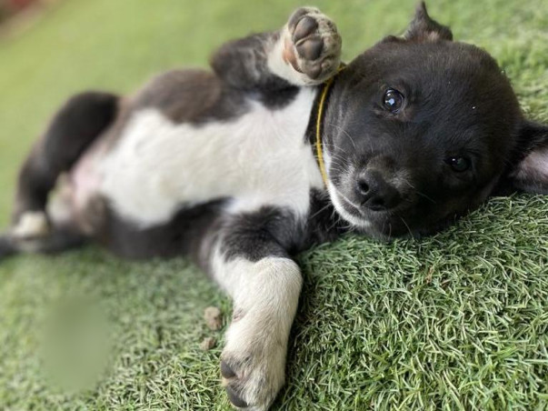 PawsInPaws | 'Speak for the Unspeakable'