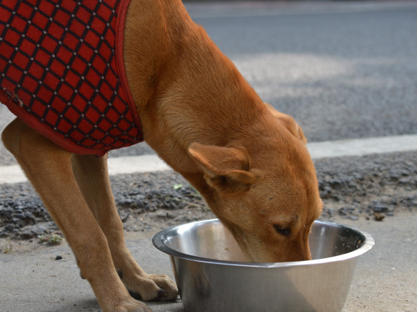 PawsInPaws | 'Speak for the Unspeakable'