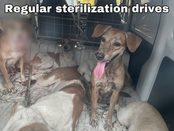 Support Strays_Of_Panvel In Rescuing Injured/Sick Stray Dogs