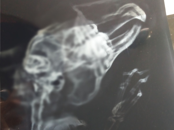 Help Golu To Recover From Dental Disease