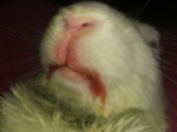 Help Golu To Recover From Dental Disease