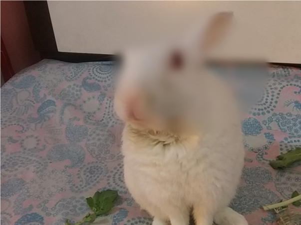 Help Golu To Recover From Dental Disease