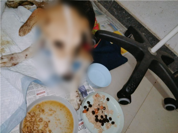 Helping Ruhi, Caramel And Elsa Fight For Their Lives.