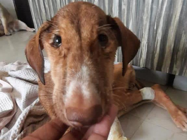 Helping Ruhi, Caramel And Elsa Fight For Their Lives.