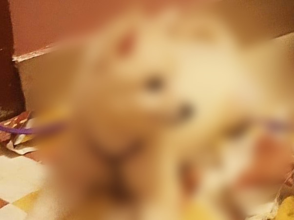 Help Sugar Get Proper Care.