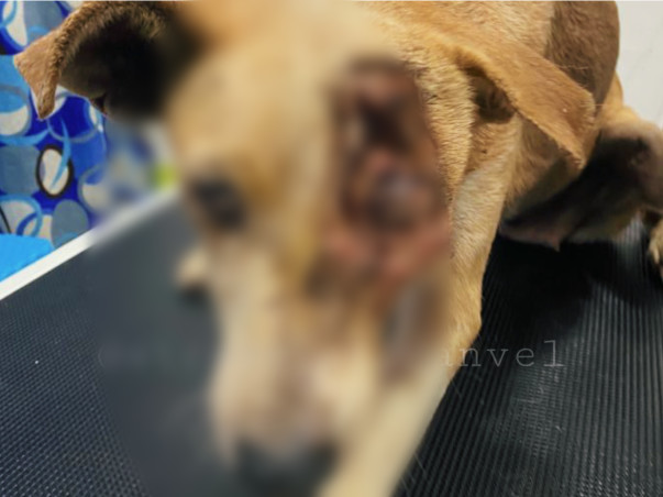 Support Strays_Of_Panvel In Rescuing Injured/Sick Stray Dogs
