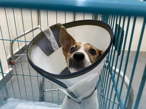 Contribute to Milo’s Recovery!