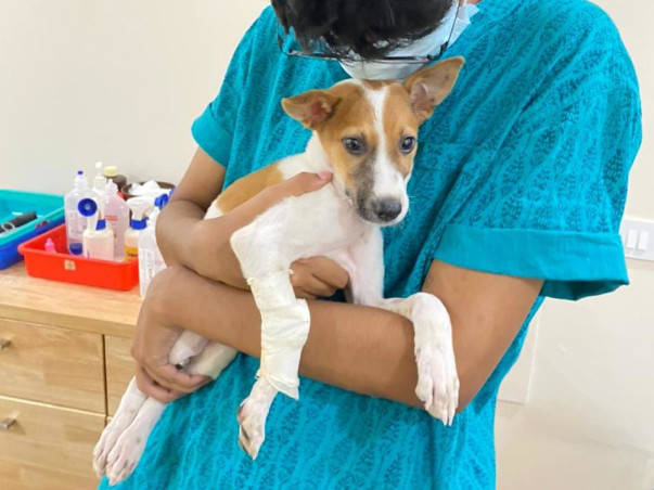 Contribute to Milo’s Recovery!