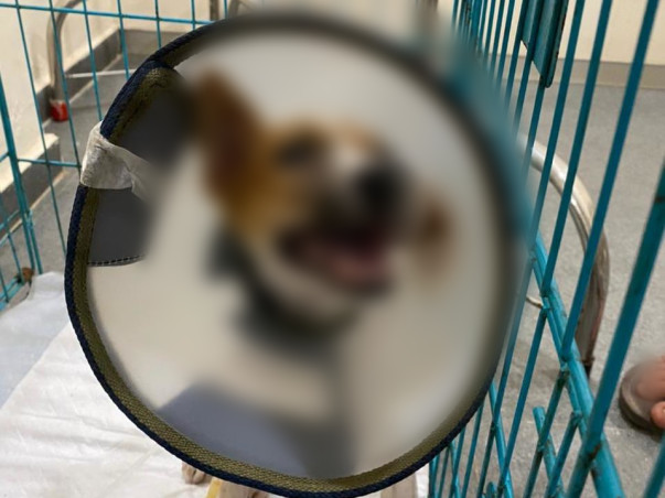 Contribute to Milo’s Recovery!