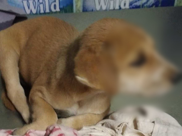 Poor little puppy needs your help to survive