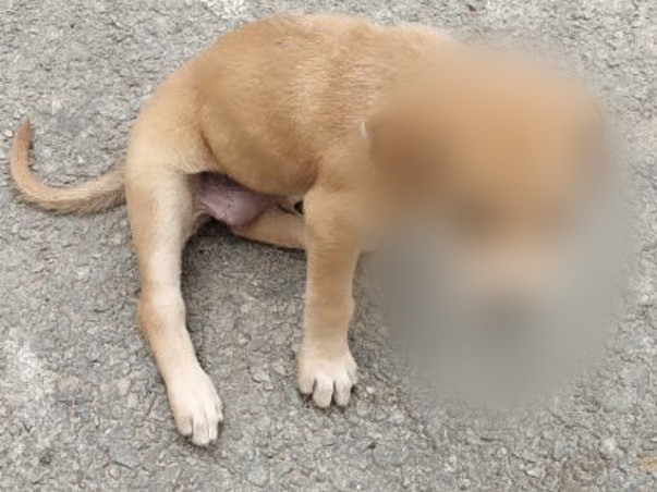 Poor little puppy needs your help to survive