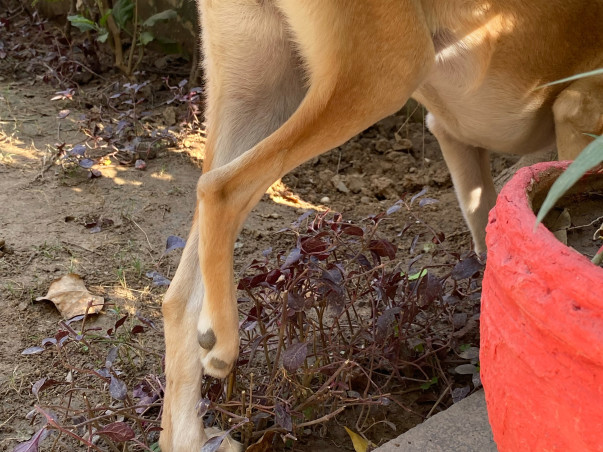 Help Chhoti live a life without pain!