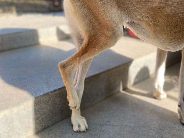 Help Chhoti live a life without pain!