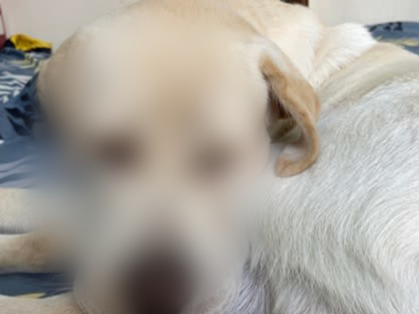 Help in saving PET RIO life who is suffering badly with Hip dysplasia