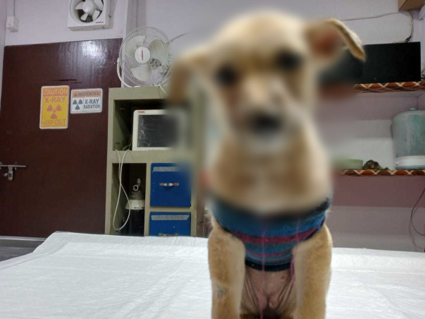 Help Puppy Dog Gudiya For Her Surgery