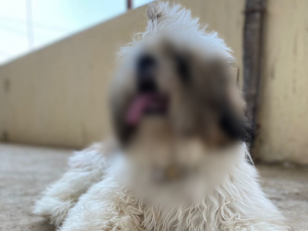 Help Leo To Fight Umbilical Hernia