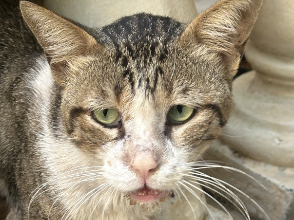 Save the life of an ailing stray cat