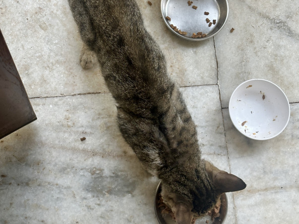 Save the life of an ailing stray cat