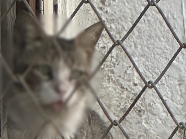 Save the life of an ailing stray cat