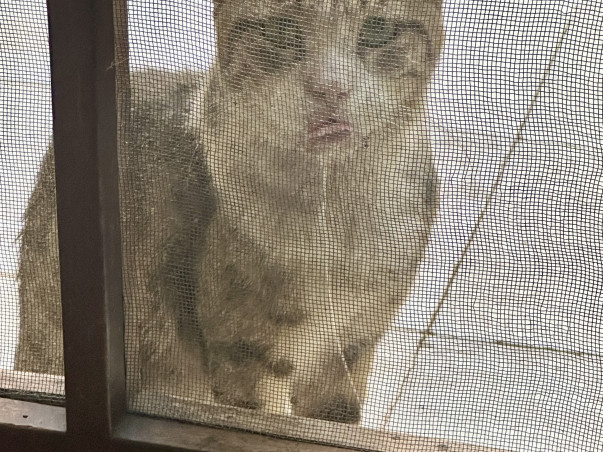 Save the life of an ailing stray cat