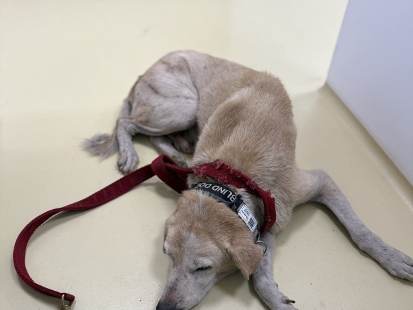 Help Sam see the world again🐾