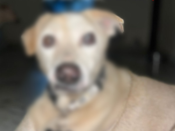 Help Sam see the world again🐾