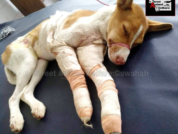 Help Street Animals of Guwahati