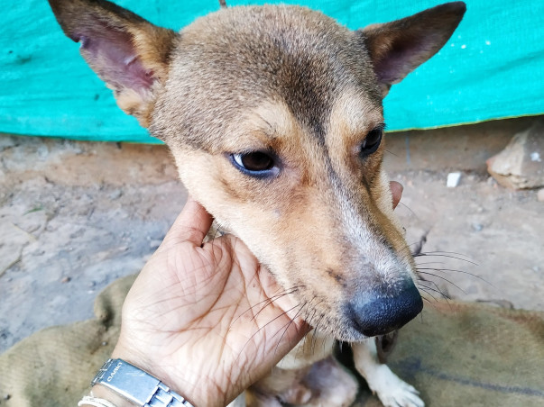 Help Street Animals of Guwahati