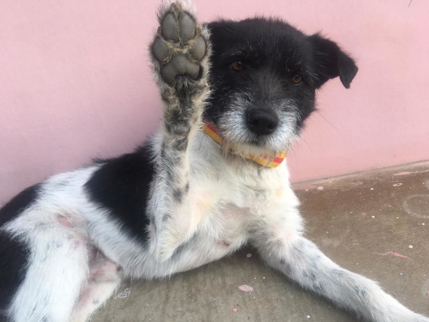 Help Street Animals of Guwahati