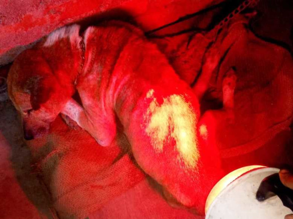 Help Street Animals of Guwahati