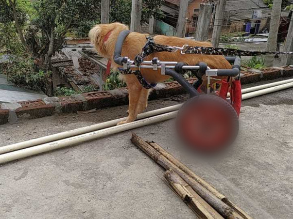 Help Street Animals of Guwahati