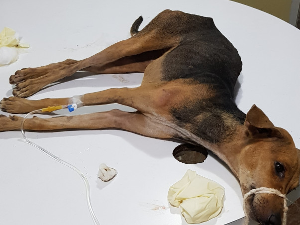 Help Beam Fight A Viral Disease