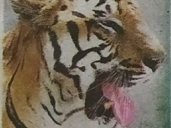 Help to save life of voiceless animals